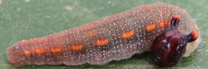 Later Larvae Side of Purple Dusk-flat - Chaetocneme porphyropis